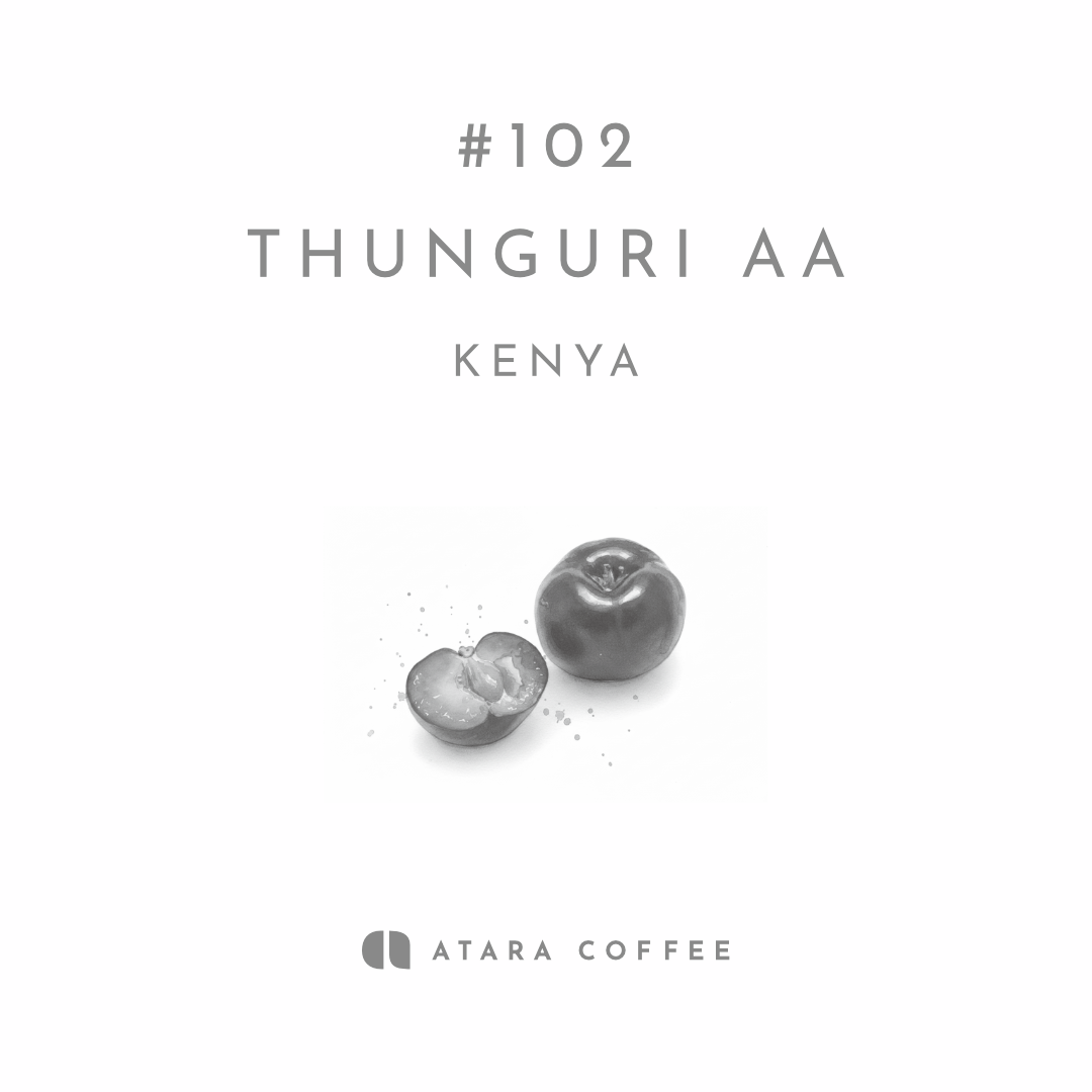 残りわずか【キュートな酸の軽やか系ケニア】THUNGURI AA - KENYA / WASHED