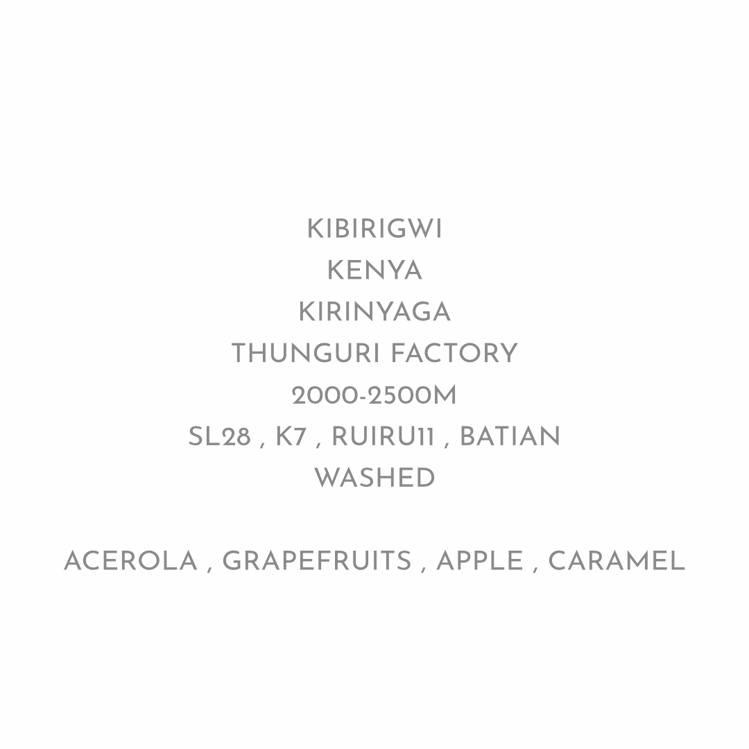 残りわずか【キュートな酸の軽やか系ケニア】THUNGURI AA - KENYA / WASHED
