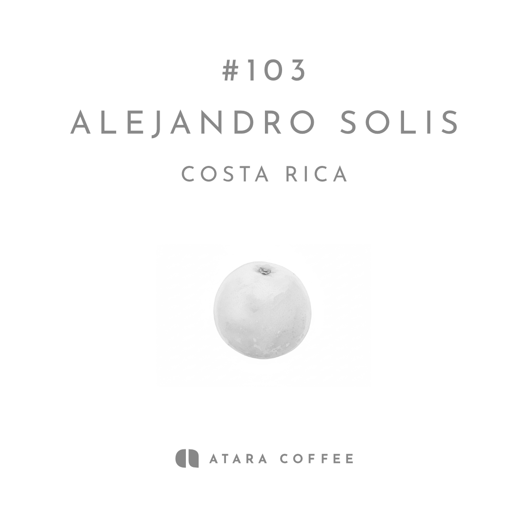 【甘い香りとスルスルした飲み心地】ALEJANDRO SOLIS - COSTA RICA / CATUAI - RED HONEY