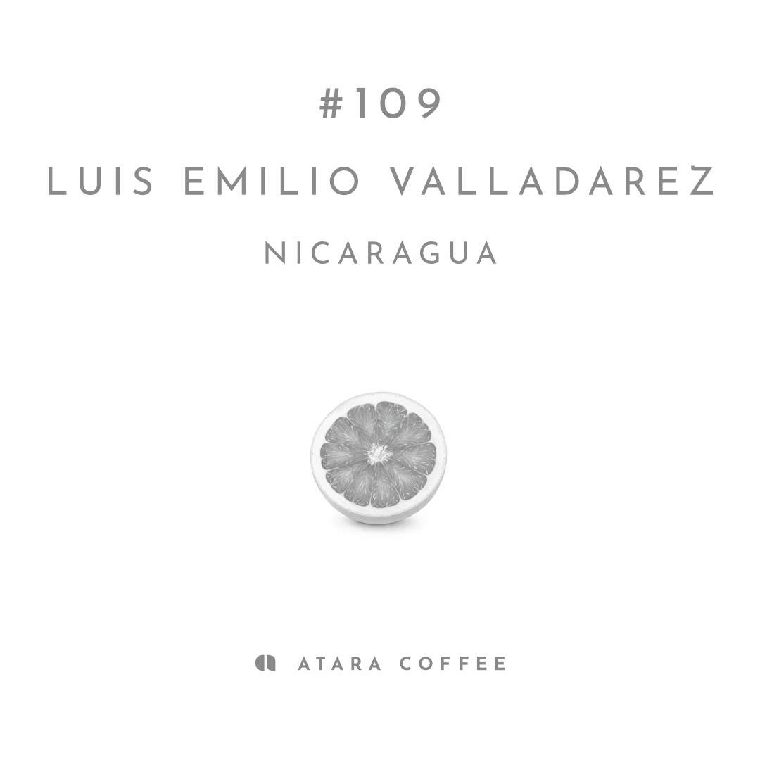 【華やかでジューシー】LUIS EMILIO VALLADAREZ - NICARAGUA / MARACATURRA - NATURAL