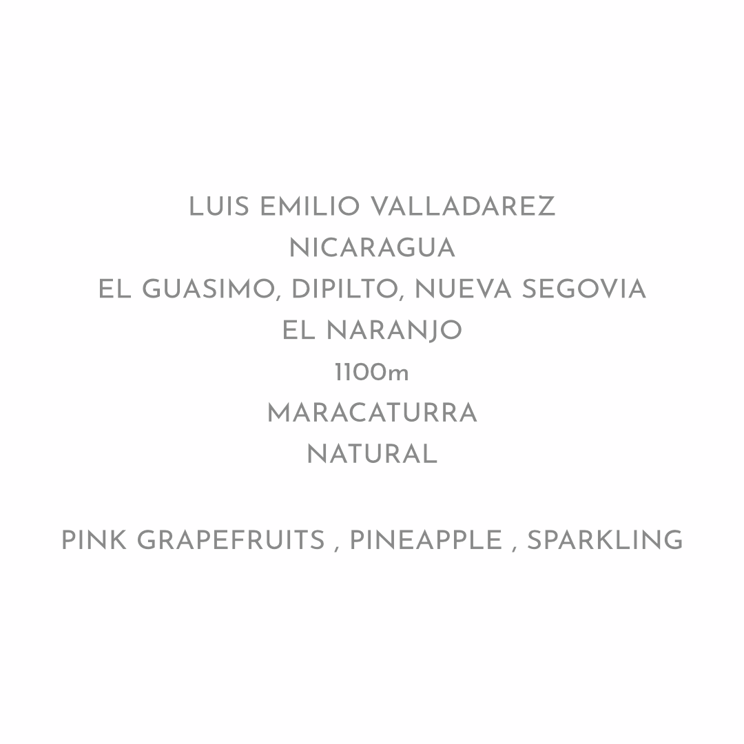 【華やかでジューシー】LUIS EMILIO VALLADAREZ - NICARAGUA / MARACATURRA - NATURAL