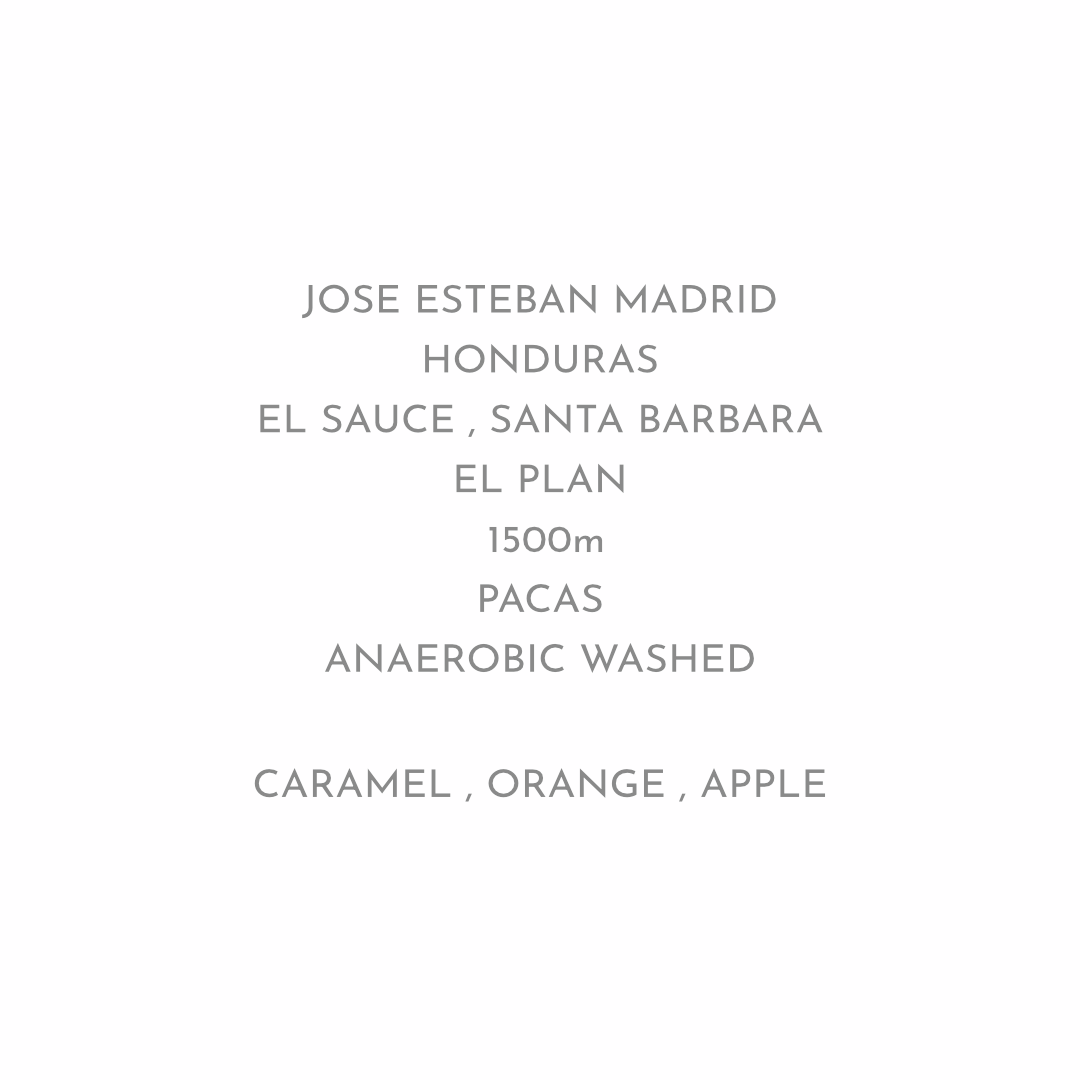 【複雑でしっかりした甘さのデイリーパカス】JOHE ESTEBAN MADRID - HONDURAS / PACAS - ANAEROBIC WASHED