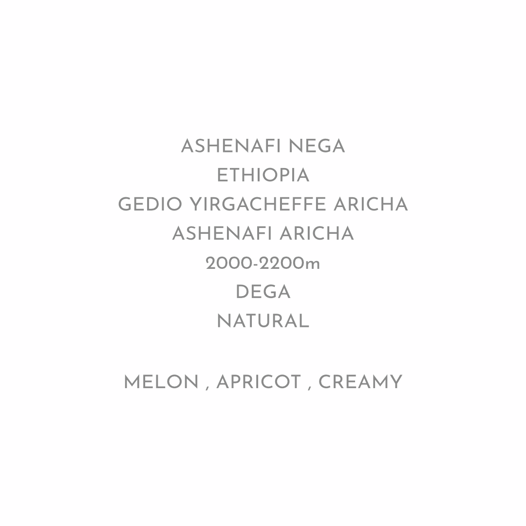 【甘い香りに優しい味わい】ASHENAFI NEGA - ETHIOPIA / DEGA - NATURAL