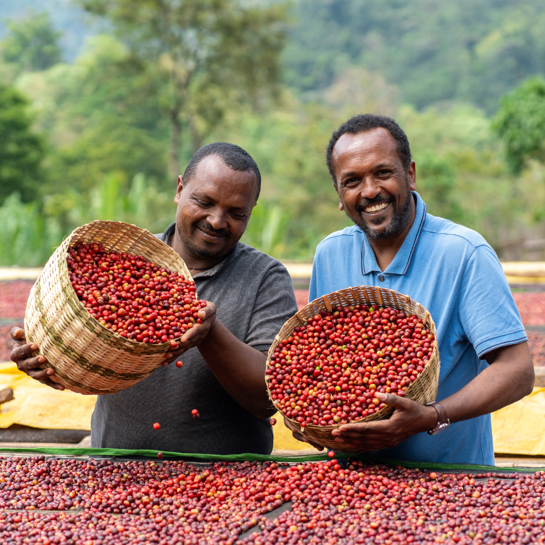 【甘い香りに優しい味わい】ASHENAFI NEGA - ETHIOPIA / DEGA - NATURAL