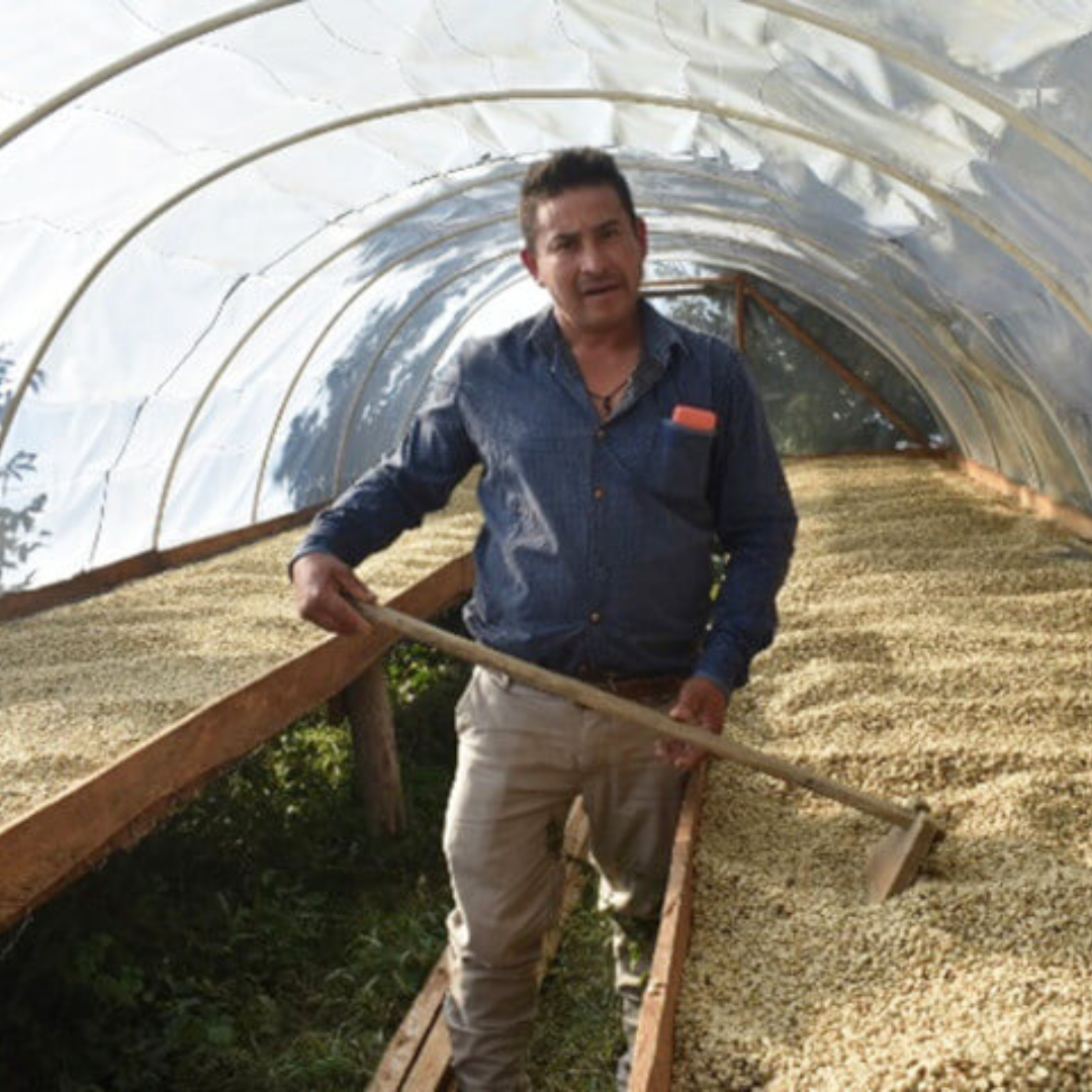 残り僅か【爽やかさと厚みある口当たり】SECUNDINO MASARIEGOS - HONDURAS / TYPICA - WASHED